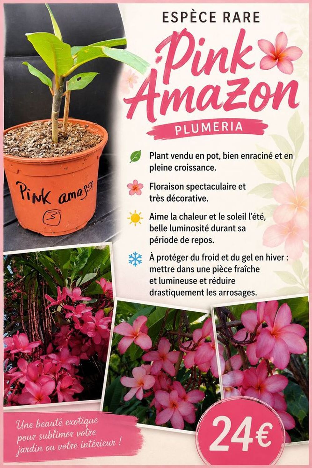 Frangipanier Jardin