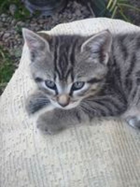   Donne chaton propre tel 0607581297 