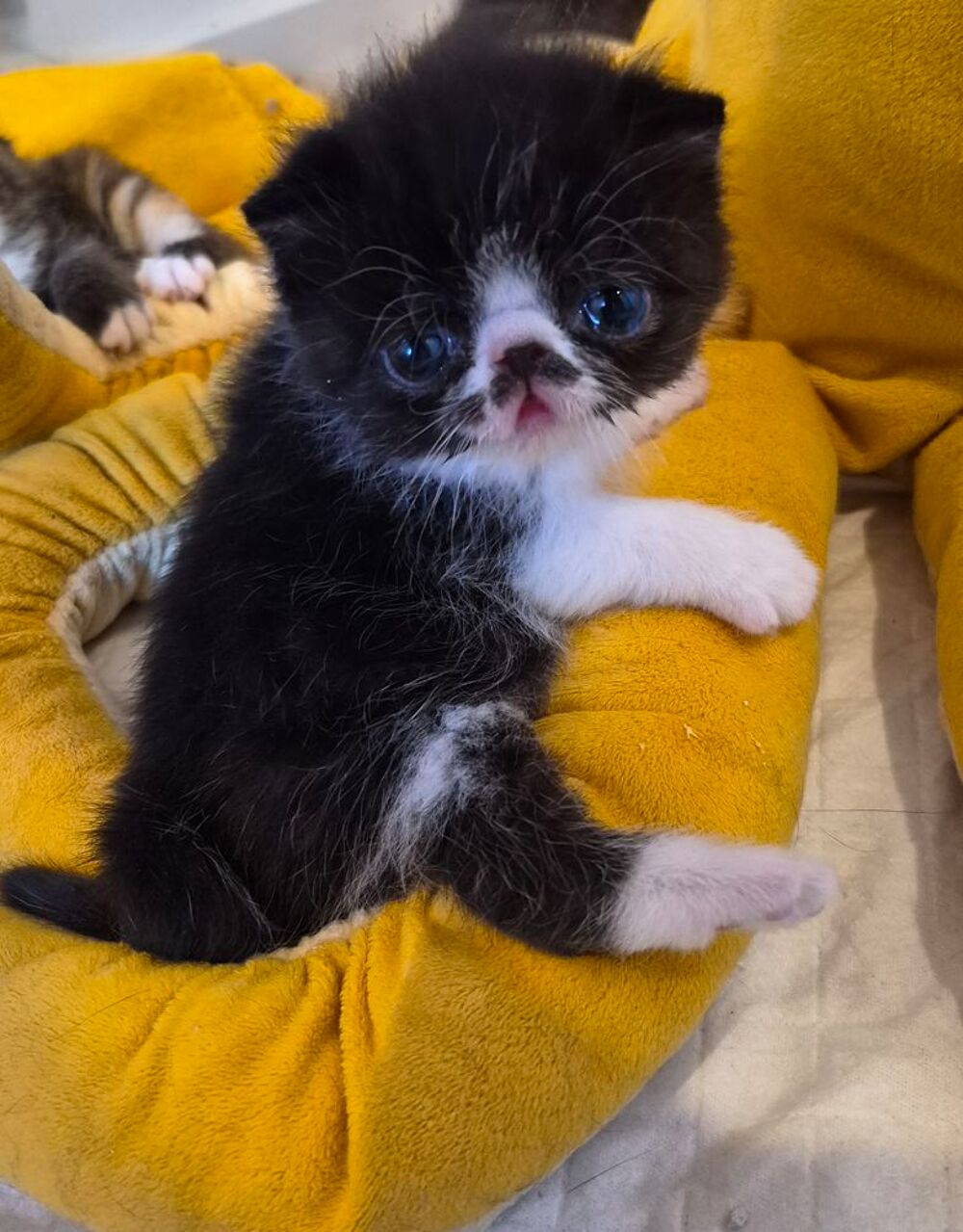   Exotic Shorthair  