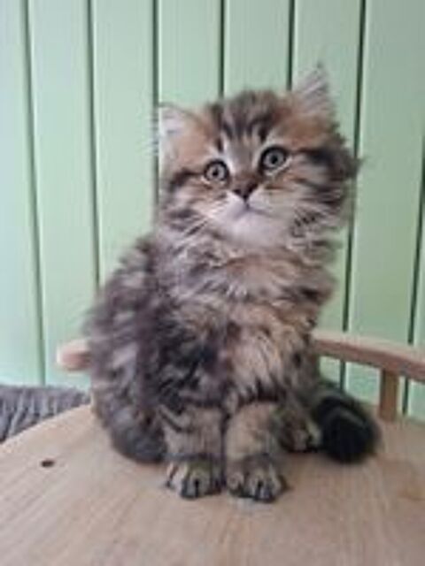   Chaton 