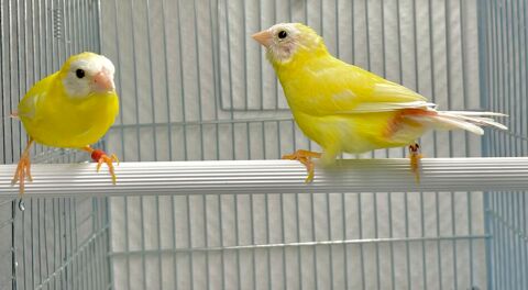 Tr&egrave;s Beau Couple Form&eacute; De Kitliz Jaune Tr&egrave;s Rare Adultes 180 94450 Limeil-br�vannes