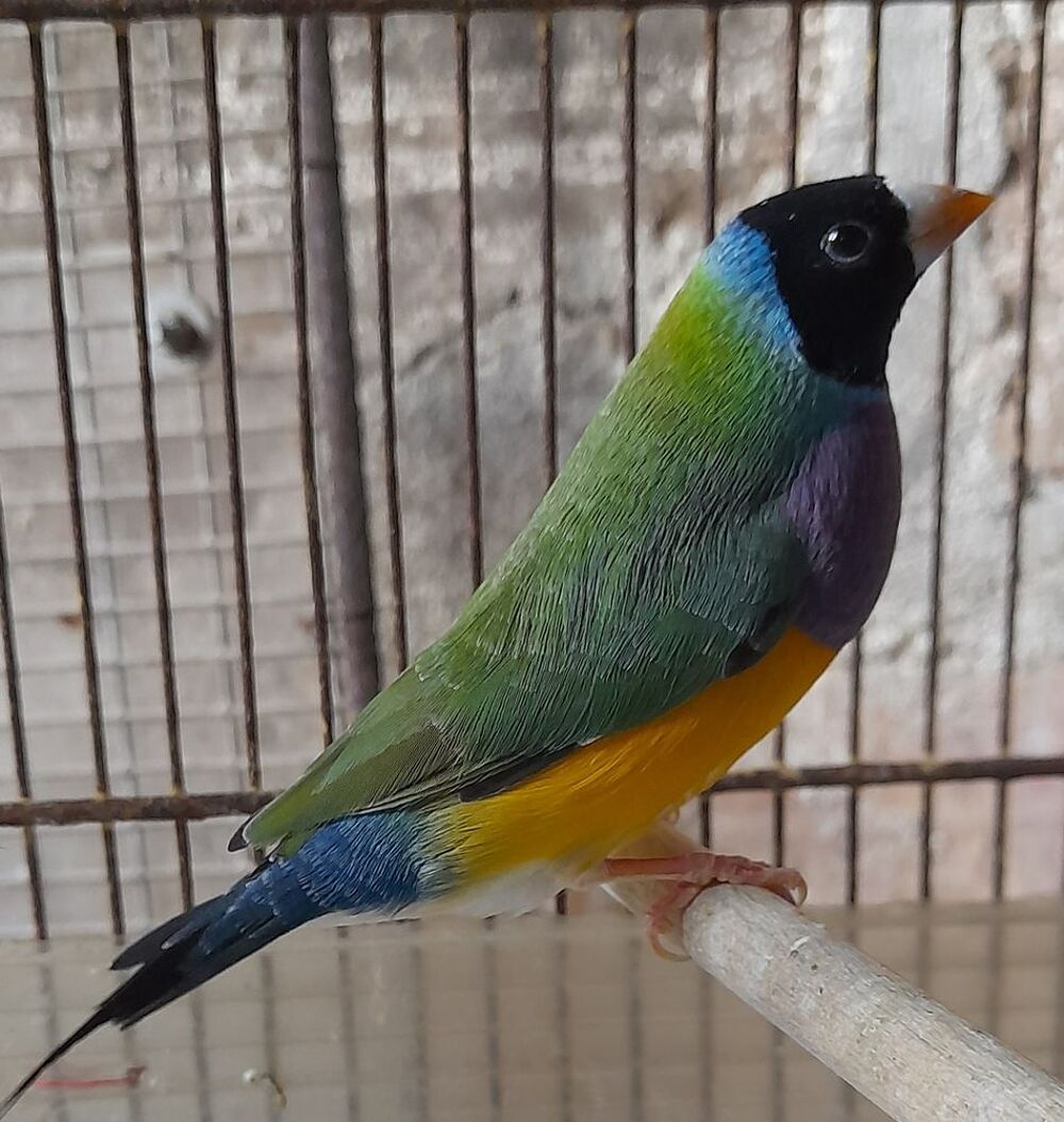   diamant de gould 