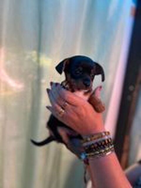   chiots toy chihuahua pinscher  