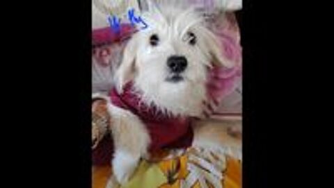   WHITY FEMELLE NON STRILISE 6 MOIS ADOPTION SEULEMENT  SAUVER D'GYPTE  