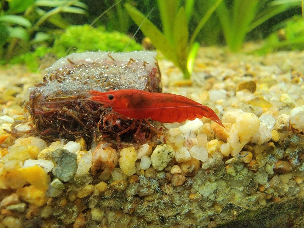   Crevette sakura red 