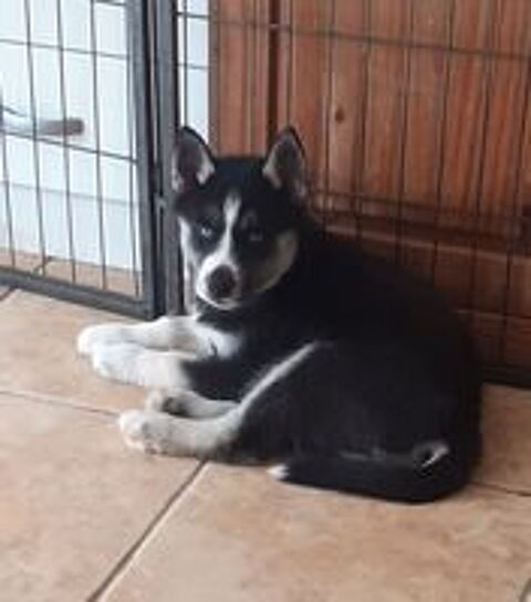   HUSKY FEMELLE LOF 
