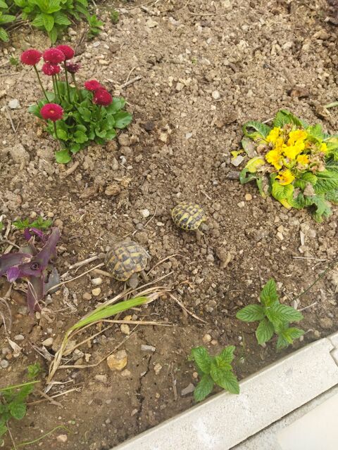 Tortues de jardin 35 34470 Prols