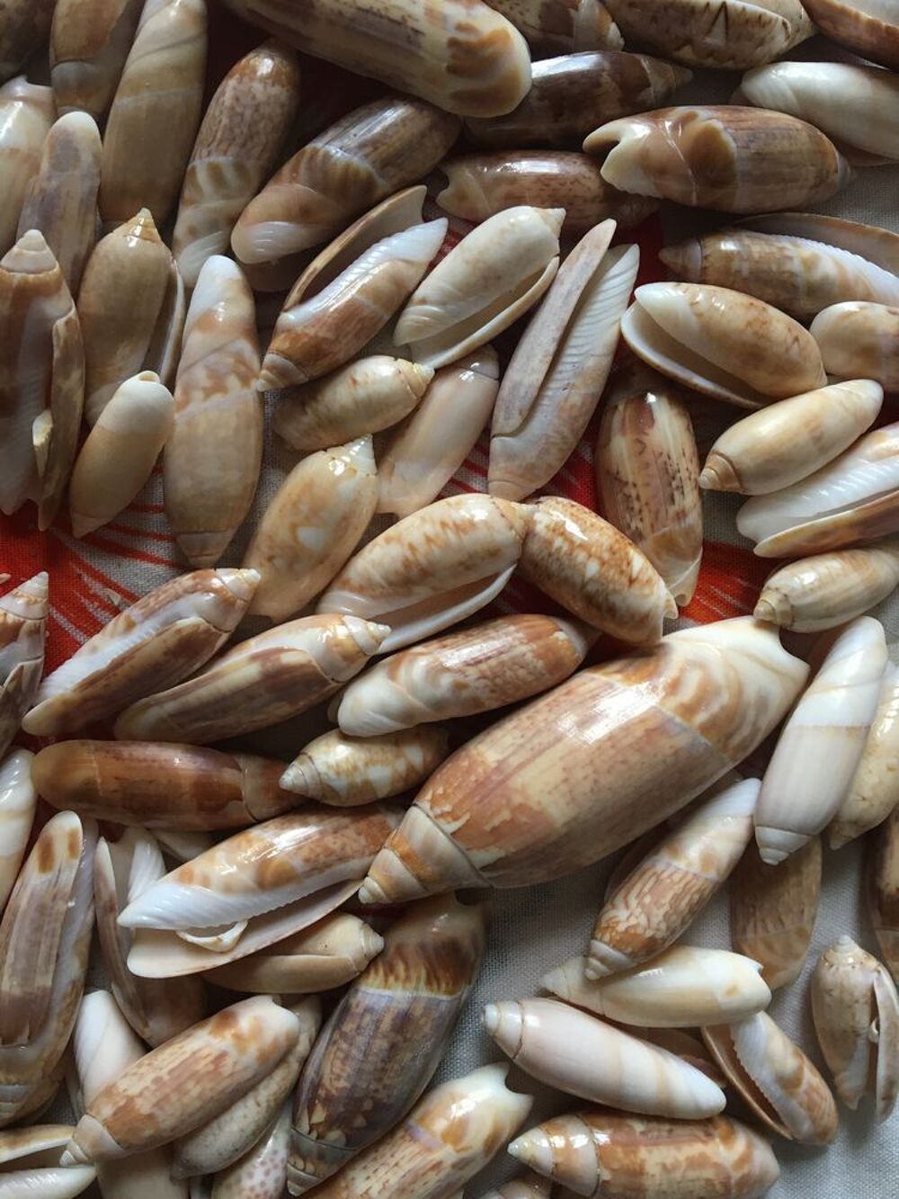 Coquillages de collection 