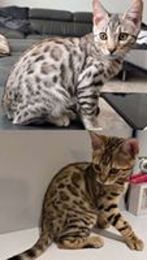   Chaton Bengal  
