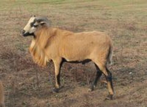   Moutons cameroun 