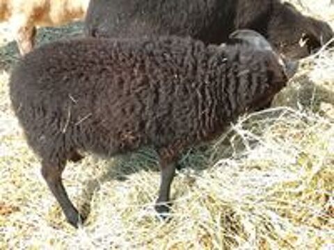   Agneau ouessant . 