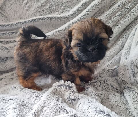 Chiots shih tzu lof 1200 17000 La rochelle