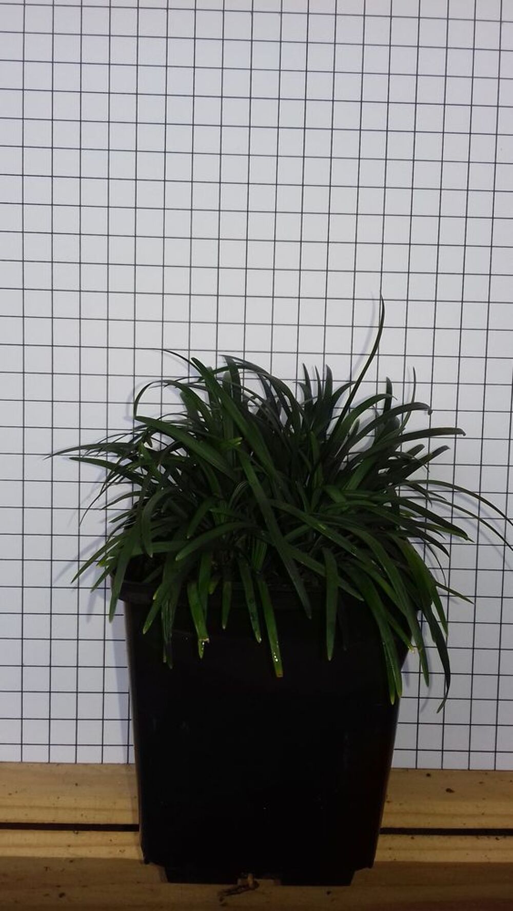 ophiopogon ' kyoto dwarf ' ( vert et nain ) Jardin