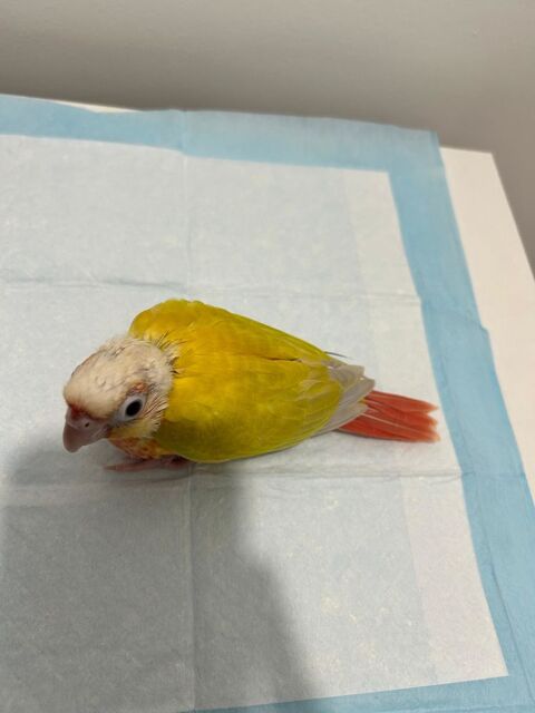 Jeunes Conures molinae suncheek et moncheek 2026 200 78210 Saint-cyr-l'�cole