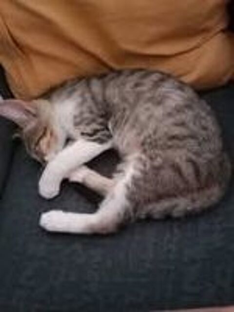   Chat ASKA à l adoption 