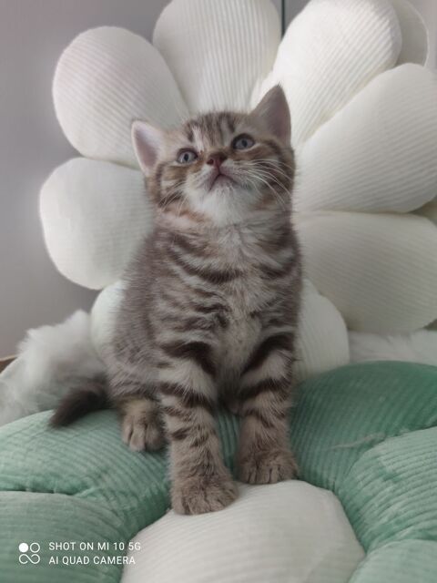 Vend chaton. LOOF 1300 71380 Saint-marcel