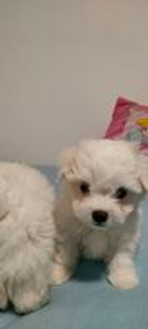   Bichon maltais non lof 