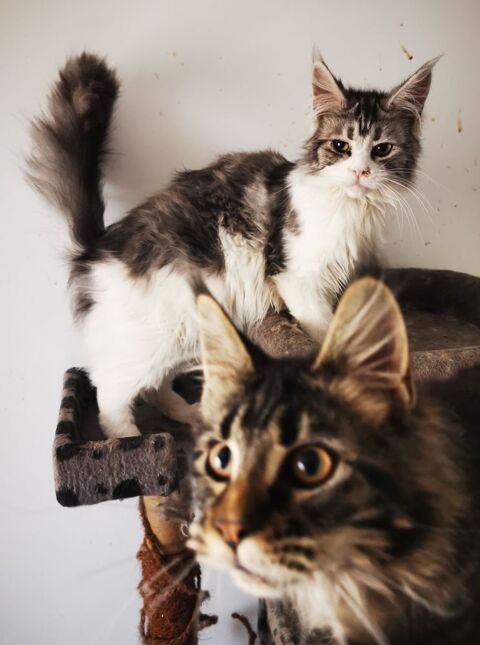 Maine coon 700 11000 Carcassonne