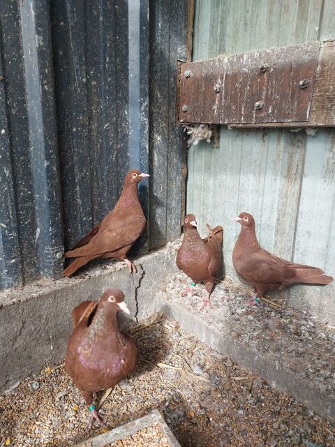 Pigeons carneaux 15 80270 Belloy-saint-lonard