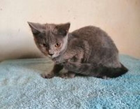  Beaux Chatons Chartreux LOOF 