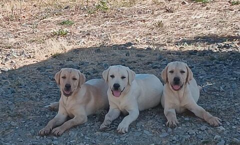 chiots Labrador LOF 500 23270 Roches