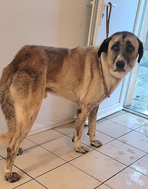 ALPIN, Berger grande taille, 2 ans 200 34500 Bziers