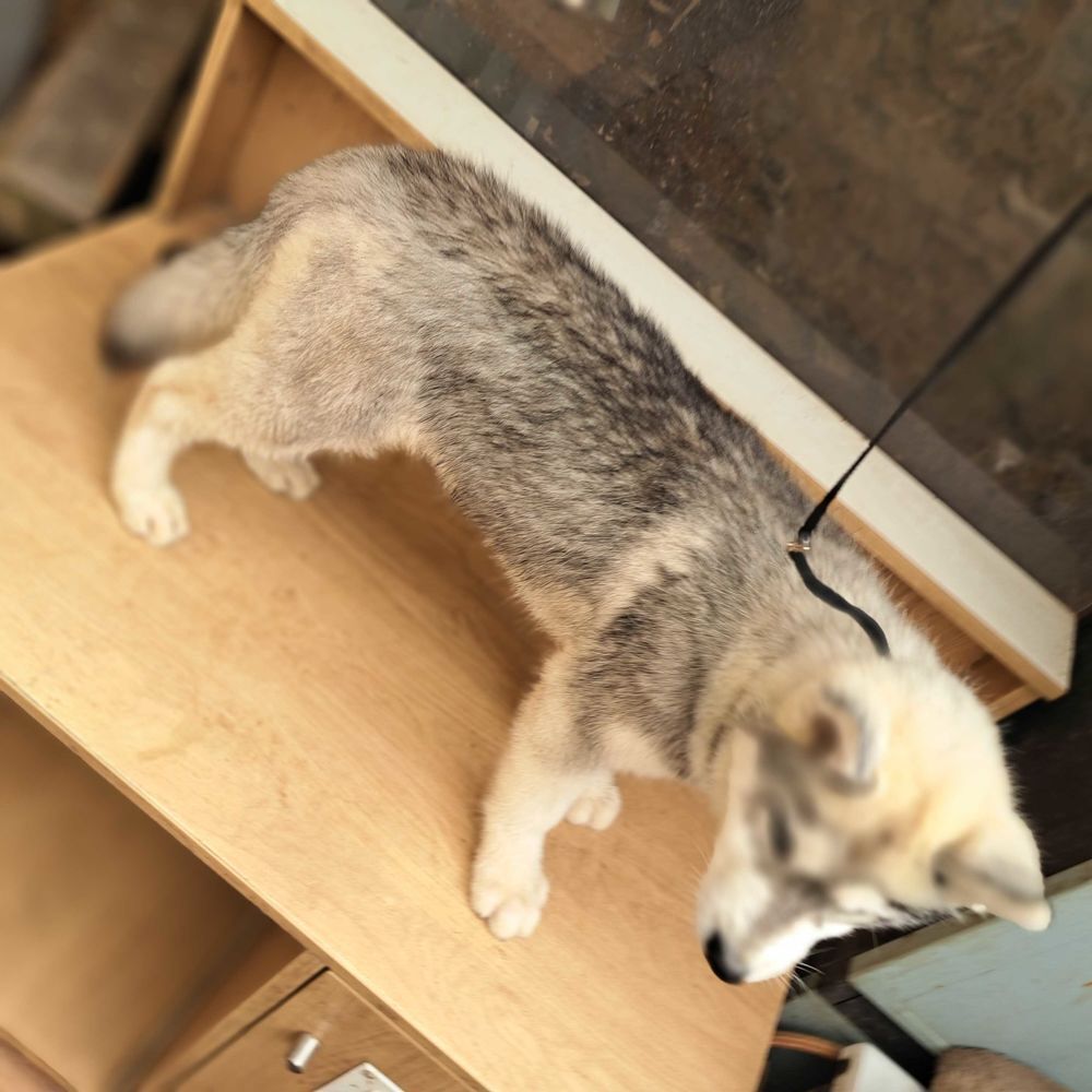   Magnifiques chiots husky sibrien 