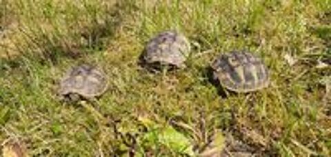   Tortue de Terre 