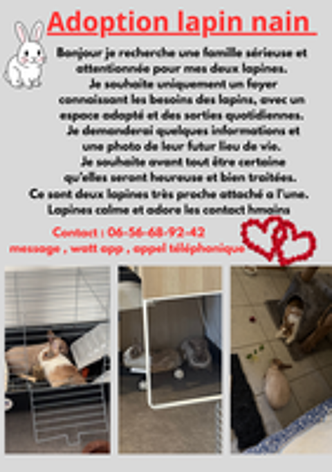   Deux lapin nain femelle  