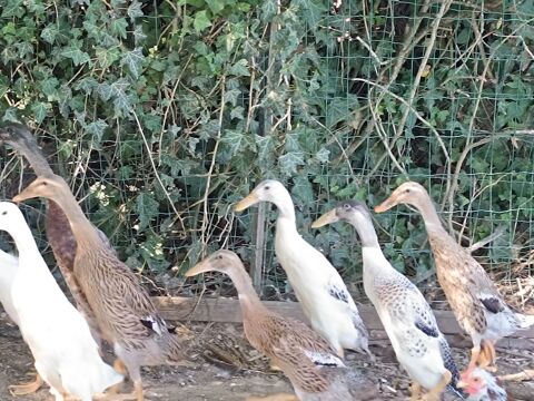 Disponible canard d'ornement coureur indien pur race. 0 79440 Courlay