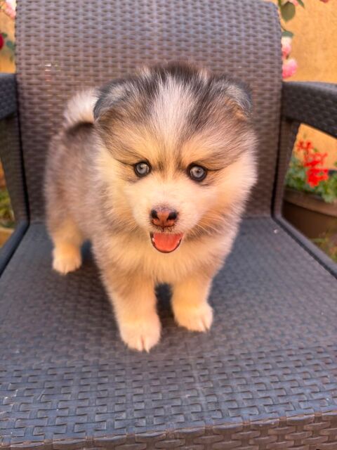 Chiots Pomsky F4 a r&eacute;server, 3 femelles et 5 m&acirc;les 1200 34400 Lunel-viel