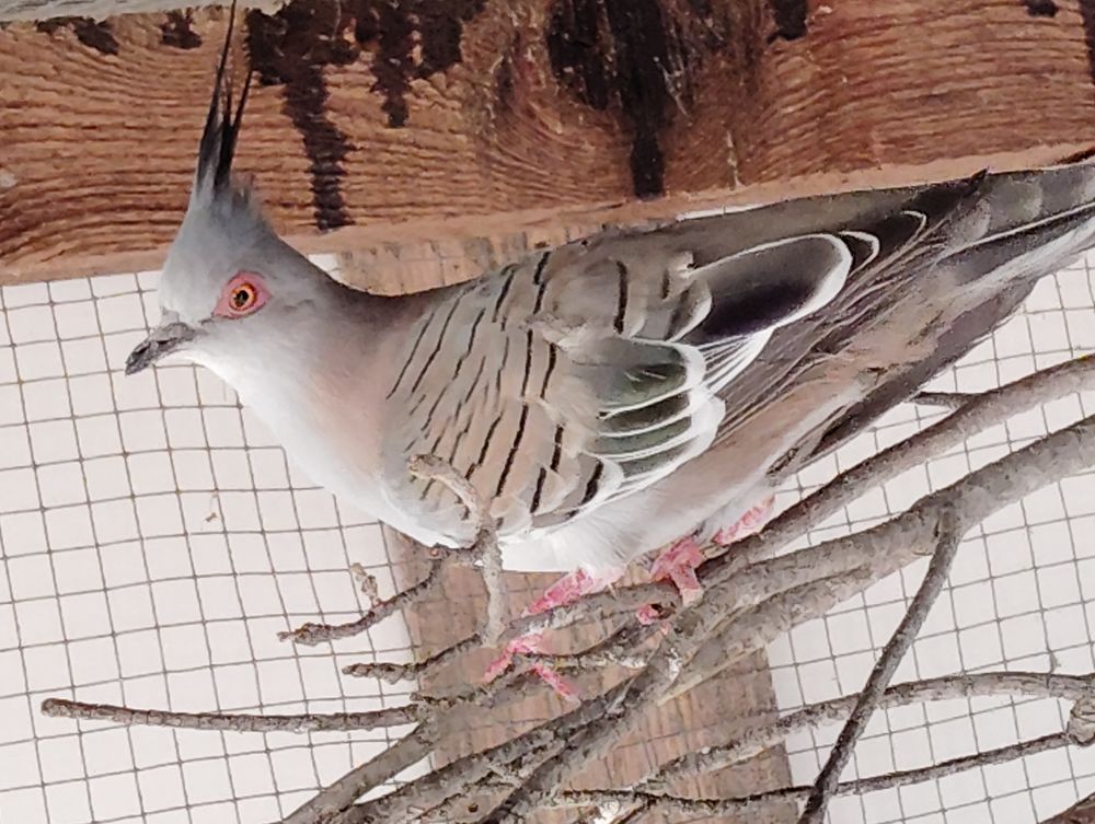   Cherche colombe lophote male 