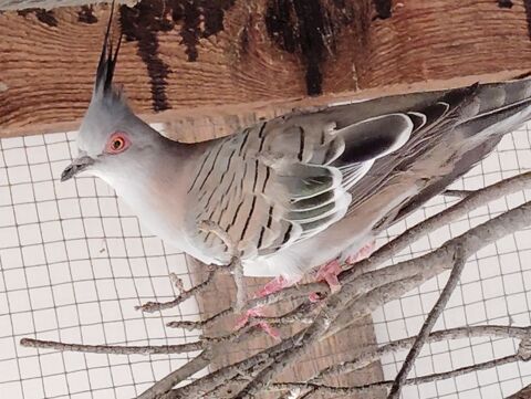 Cherche colombe lophote male 1 13090 Aix-en-provence