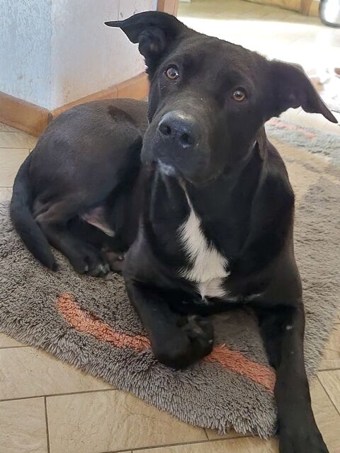 Donne chien 0 07140 Chambonas