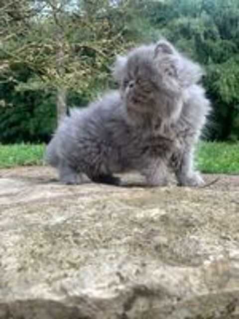   Chatons Persans 
