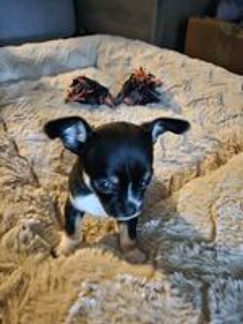   chiot chihuahua  