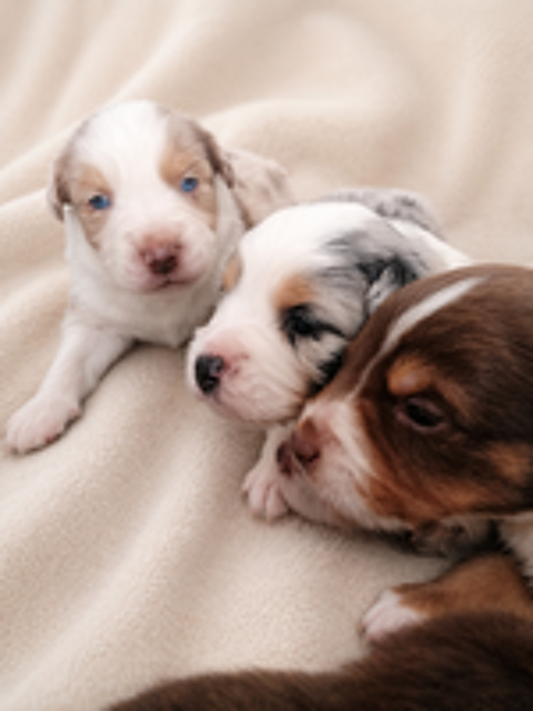   Chiots berger américain miniature LOF 