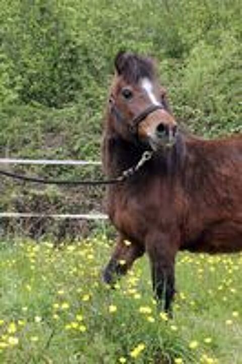   PERLE, magnifique poney type Shetland ou Welsh à adopter via l'association UMA (44240 Sucé sur Erdre) 