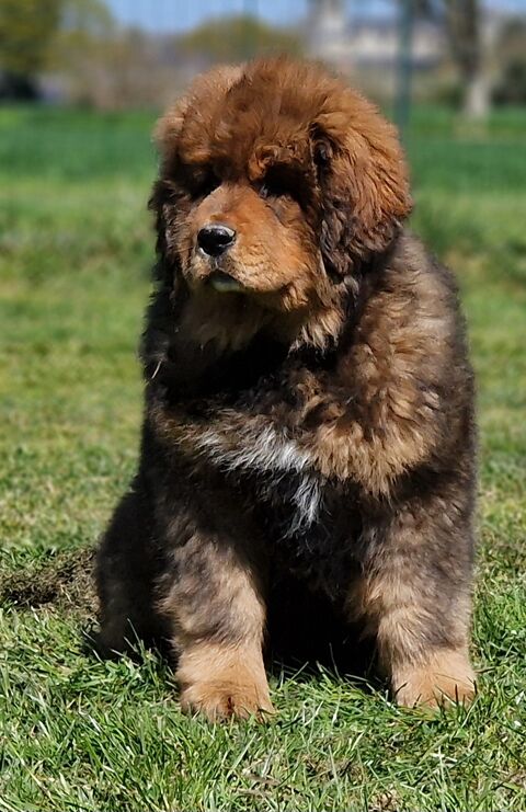 Femelle dogue du Tibet 49440 Challain-la-potherie