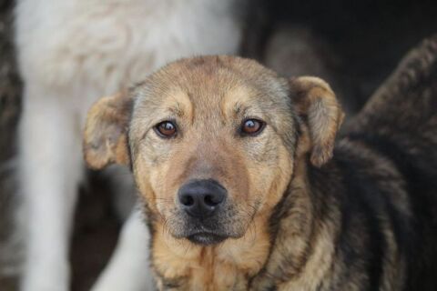 BOWH A adopter via REMEMBER ME FRANCE 84440 Orbay