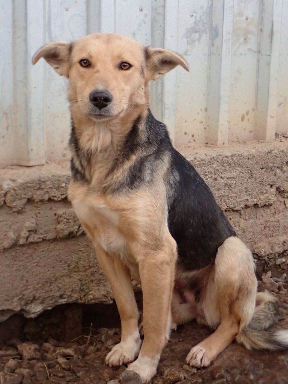   Najua à l'adoption 