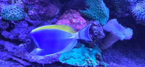 Poisson aquarium Acanthurus leucosternon 15cm 190 78640 Neauphle-le-vieux