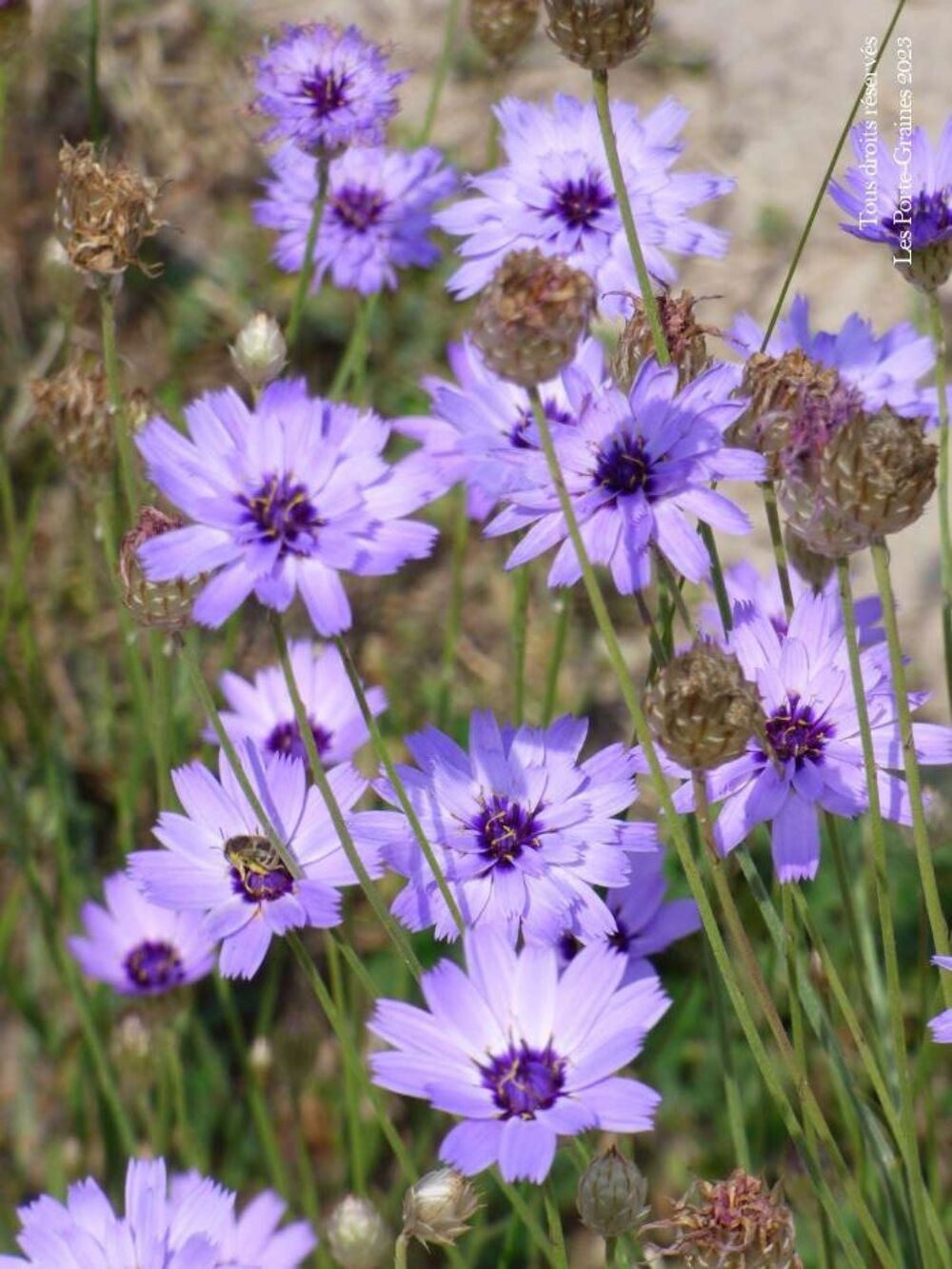 Catananche graines Jardin