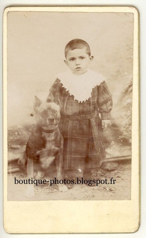 Cdv Photo Enfant Chien Staffordshire Terrier Etr�pagny 1900 30 Loches (37)