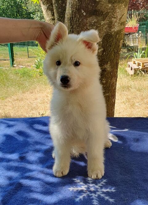Chiot Berger Blanc Suisse LOF Disponible 1900 39570 Revigny