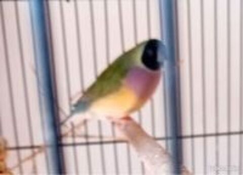   Perdu 2 poiseaux 
1 canari nain jaune bague rouge et 1 Gould 