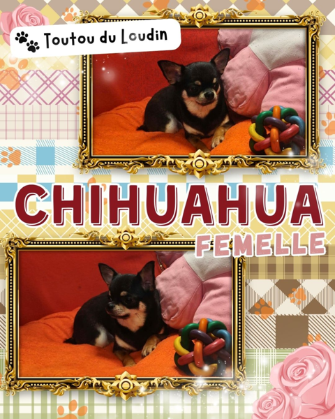 Chiot chihuahua femelle poils courts 600 18140 Pr�cy