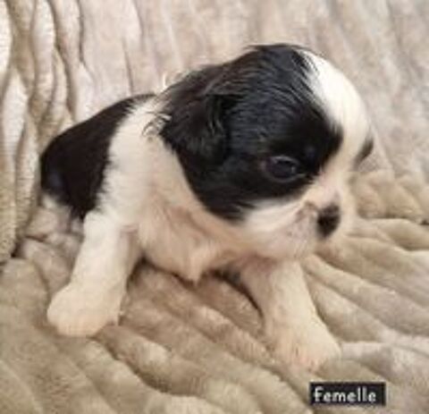   Chiots shih tzu a réserver  
