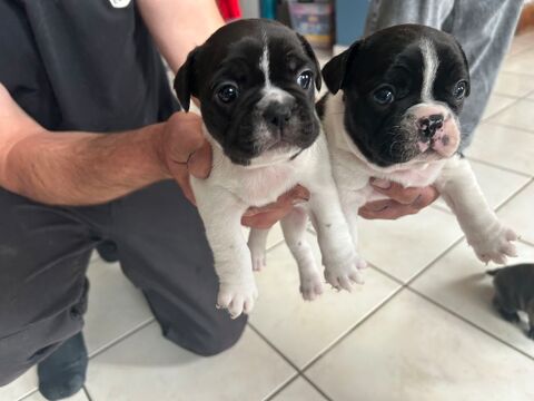 Chiots Bouledogue Fran&ccedil;ais 1000 22600 Saint-caradec