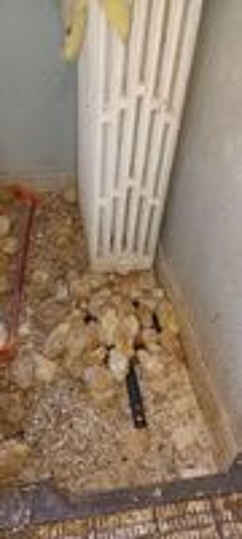   des poussins ?. Pondeuses et blanche grise rousses 